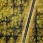 Forest Road Satellite 1